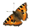 A butterfly
