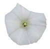 White flower