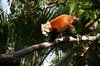 Red Panda