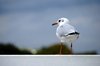 Seagull 2