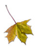 Autumn leaves 1