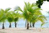 Palm trees  3