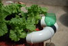 Hydroponic horticulture 1