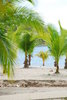 Palm trees  1
