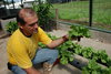 Hydroponic horticulture 3