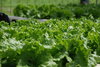 Hydroponic horticulture 5