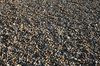 Shingle
