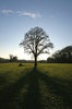 Winter tree