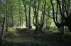 Forest path