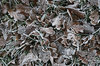 Frosty leaves