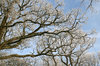 Frosty branches