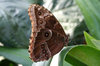 Morpho eyes