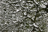 Snowy branches