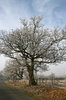 Frosty trees