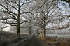 Frosty lane