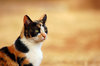 Three colored cat