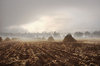 Harvested corn field
