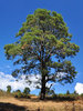 Large tree