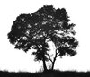 Tree silhouette