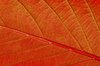 Autumn Leaf Macro
