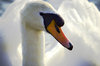 Mute Swan