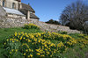 Daffodils