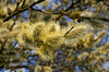 Catkins