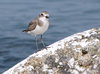 Kentish Plover
