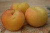 Apricots
