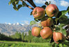Apples