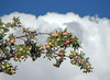 Apples