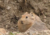 Pika