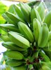 Bananas 2