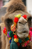 Pretty Camel