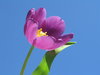 blue tulip 2
