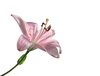 pink lily