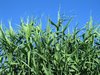 high grass