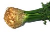celery