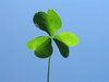 clover