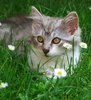 in the grass