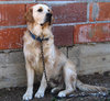 lonely dog