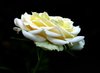 white rose