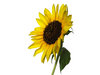 sunflower 2
