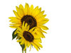 sunflower 4
