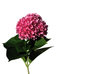 single hortensia  1