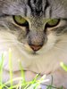 cat eyes