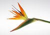 Bird of Paradise