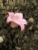 Pink Lily
