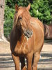 Canadian Horse - Eating