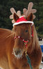 A reindeer??